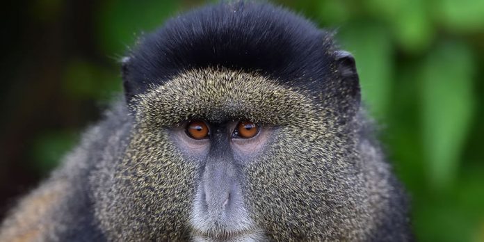 Golden Monkey Tracking in Uganda