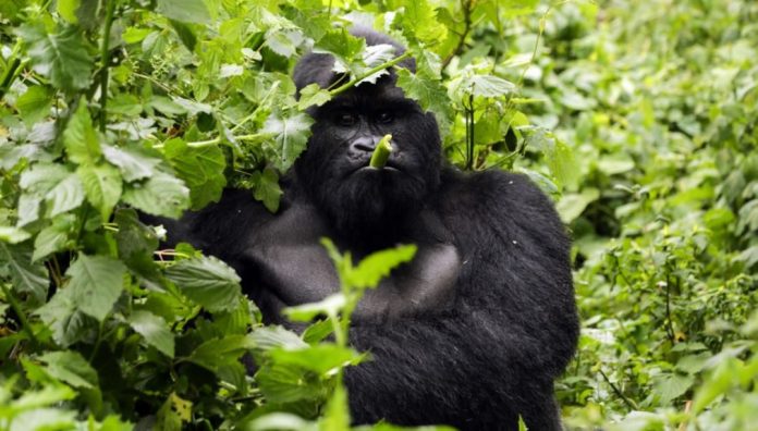 Gorilla Tours in Uganda