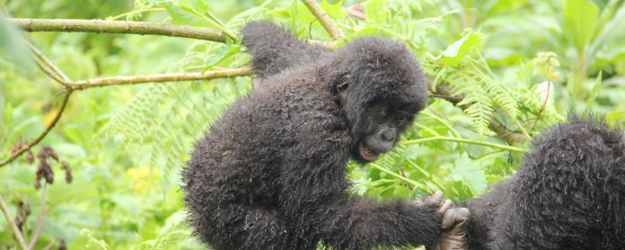 Mountain Gorillas in Uganda