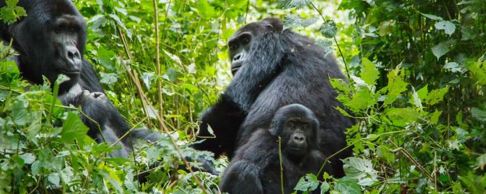 Gorilla Tours in Uganda