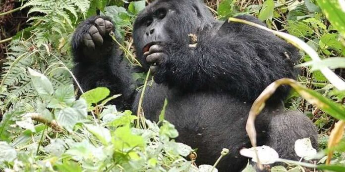 Gorilla Tour Uganda